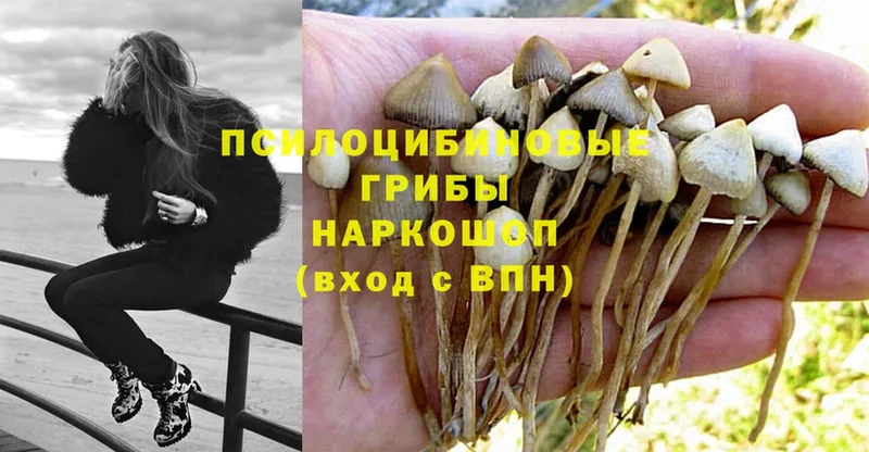 где продают   Бор  Галлюциногенные грибы Cubensis 